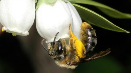 Wild bees, such as this Andrena bee visiting highbush blueberry flowers, provide crucial pollination services to crops across the globe.