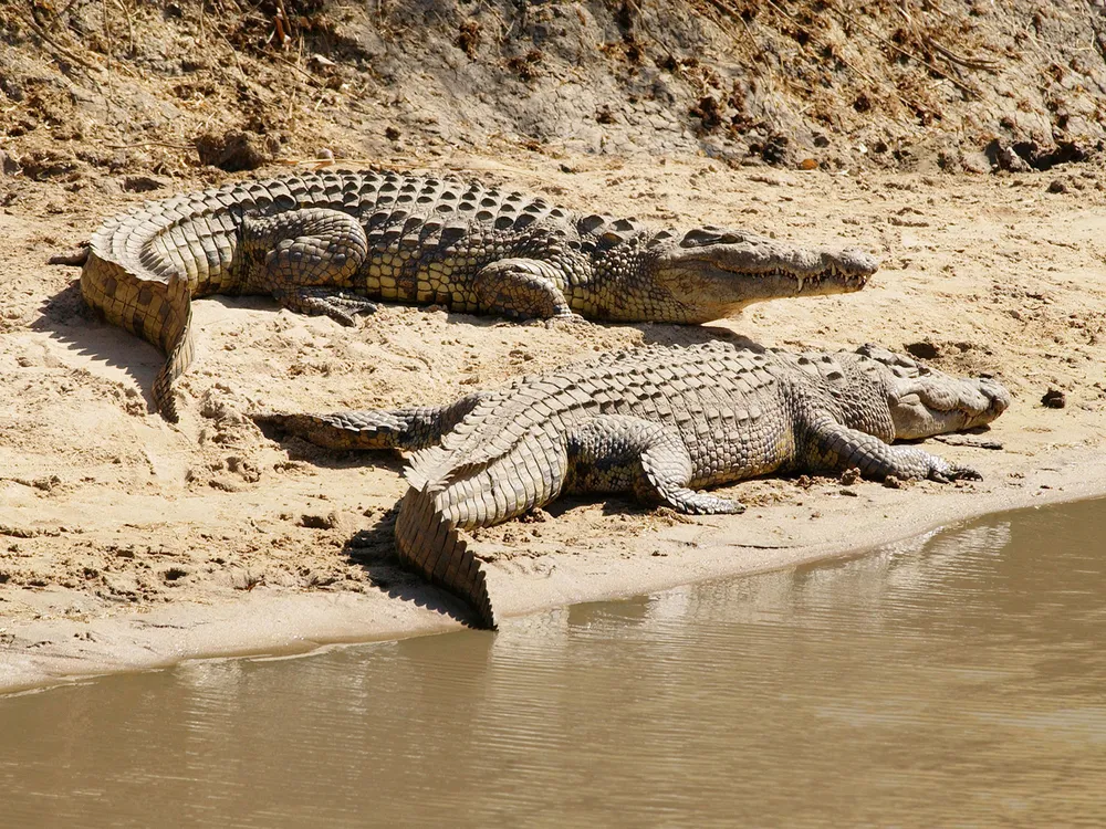 Nile Crocodiles Recognize and React to the Sound of Crying Babies