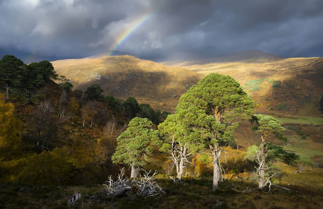 a rainbow rises over tree-covered hills, with a small patch of four trees in the foreground lit up