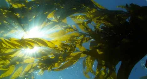 Scientists use satellite images of the kelp canopy (here, as seen from underwater) to track this important ecosystem over time.