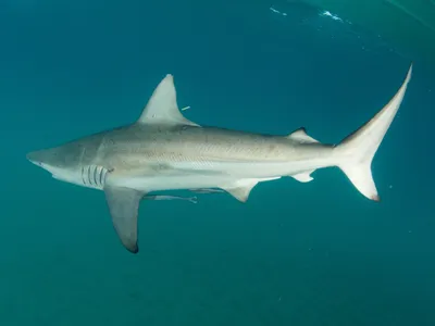 These Shark Look-Alikes Have Long Confounded Fishers and Scientists on the East Coast. Tracking Where They Migrate Could Help Clear the Confusion image