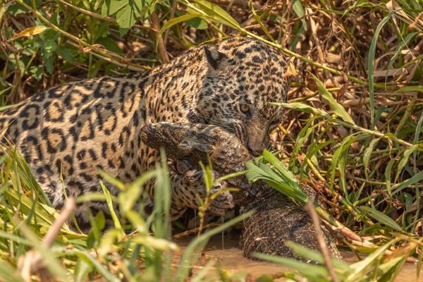 Jaguar Killing a Yacare Caiman thumbnail