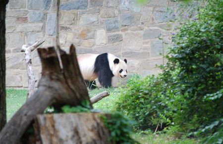 Even while rushing through the Smithsonian Sprint, the team had time to see the pandas at the Zoo.