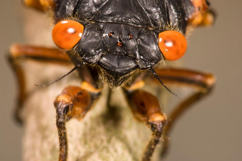 17-Year Cicada