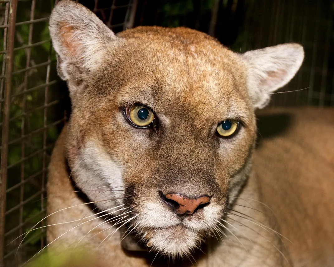 California Will Build the Largest Wildlife Crossing in the World