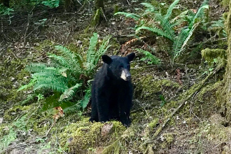 The bear was only a few years old and had become comfortable around humans.