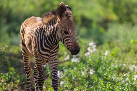 This young Hartmann's mountain zebra colt, born in July 2020, was a first for the Smithsonian Conservation Biology Institute.