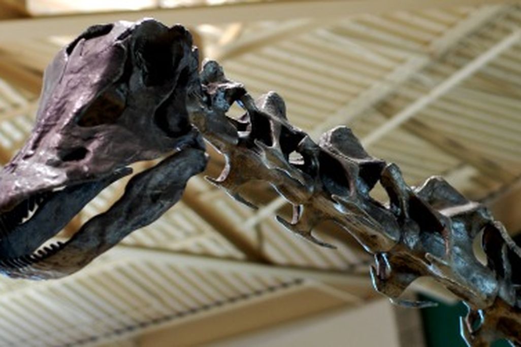 The head of Diplodocus, on a reconstruction at the Utah Field House of Natural History.
