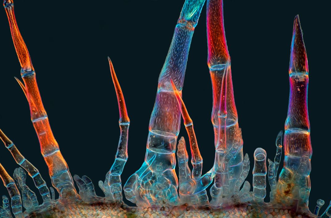 spiky orange and blue appendages
