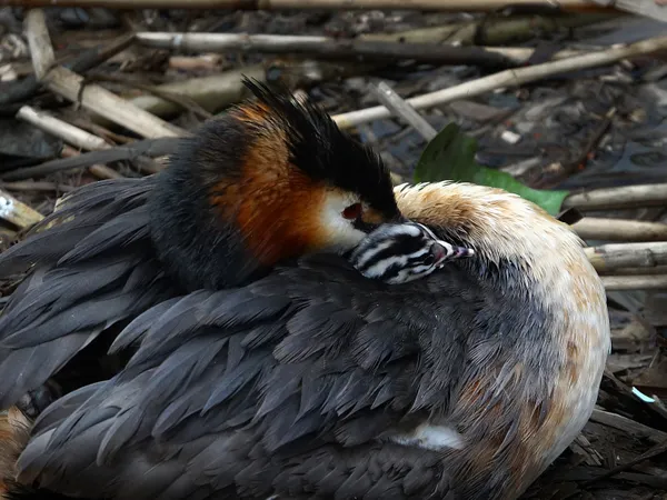 Mother's love thumbnail