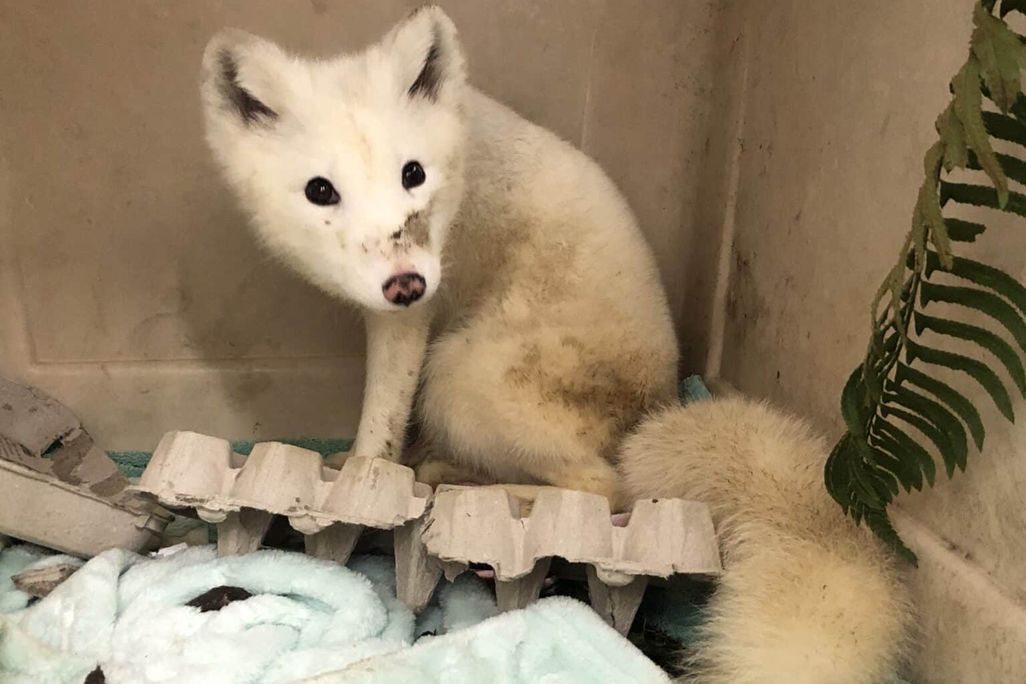 an arctic fox with dirt on its nose, in a box with some cardboard egg cartons and blankets