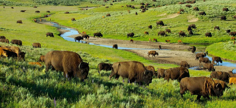  Bison in Hayden Valley, Yellowstone National Park 