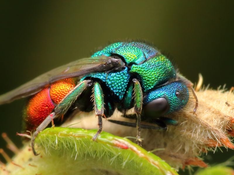 Ruby-Tailed Wasp | Smithsonian Photo Contest | Smithsonian Magazine