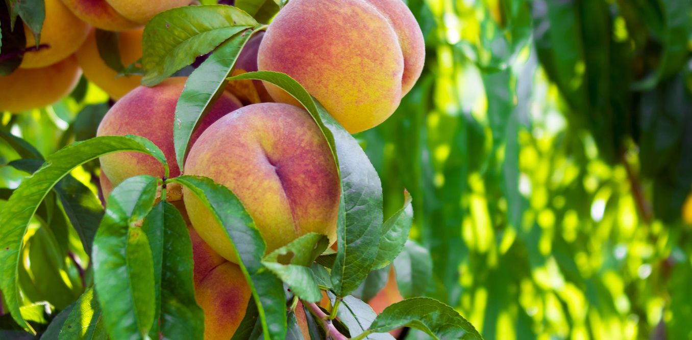 There Are No Georgia Peaches This Year