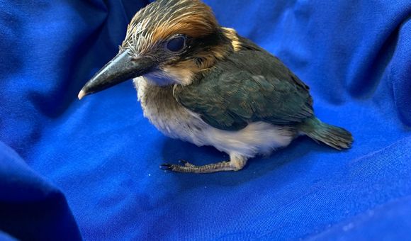 A 28-day-old female Guam kingfisher chick at the Smithsonian Conservation Biology Institute.