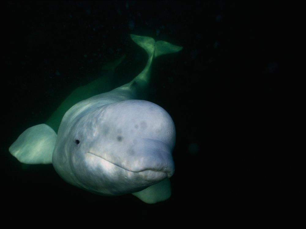 A beluga whale