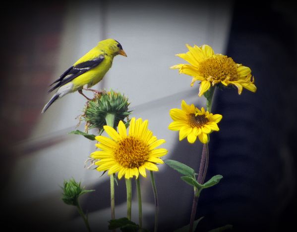 American Goldfinch Checking Out Bright Eyes African Daisy Delight thumbnail