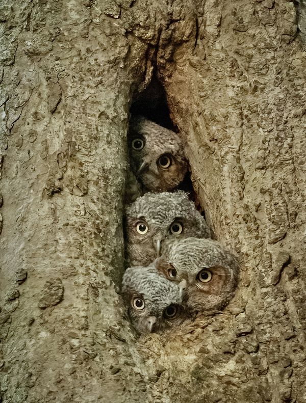 Four baby Screech Owls peeking out of a hole. thumbnail