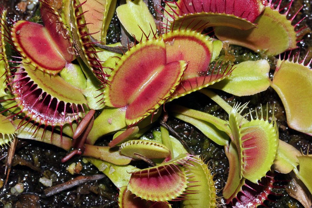 Venus flytrap