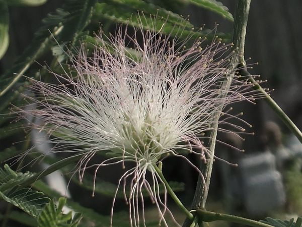 Mimosa Bloom in the summer thumbnail