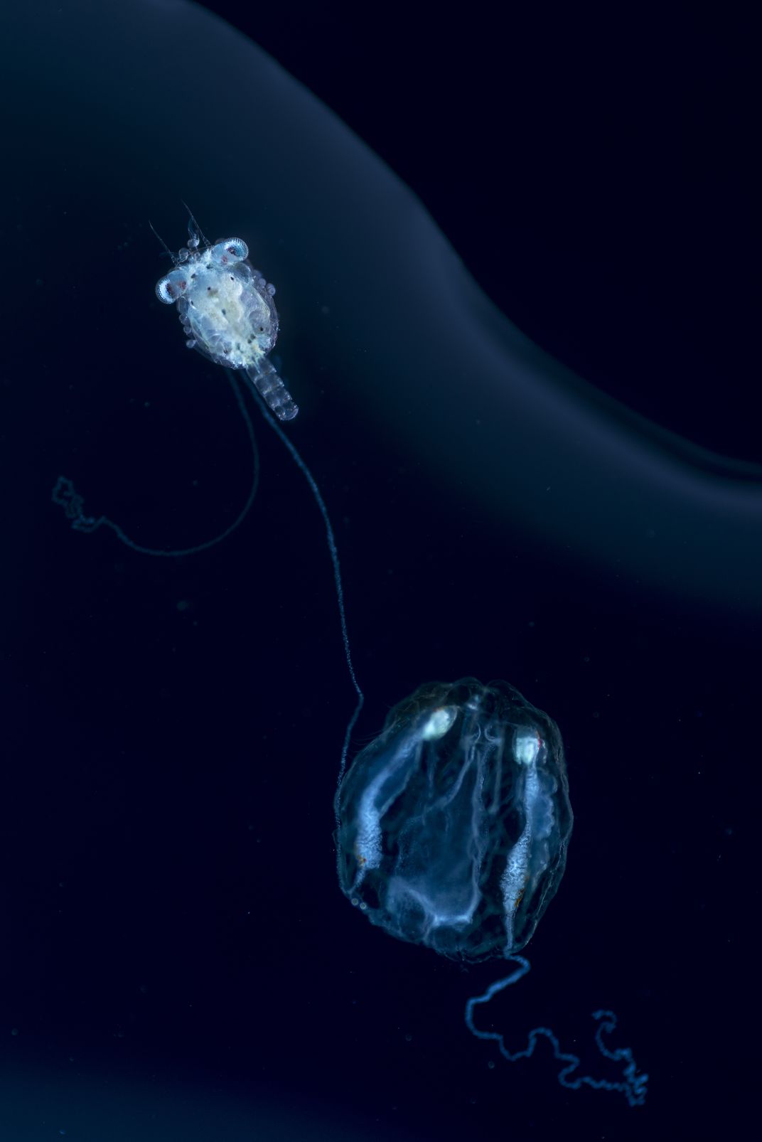 Tentaculated comb jelly