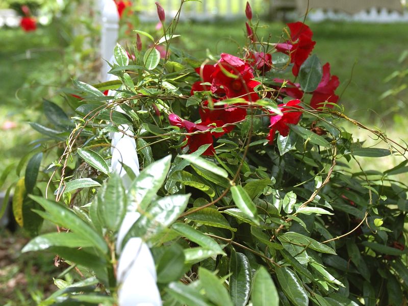 Taking a walk in in my town of Bartow and come upon this beautiful picket fence covered with a
