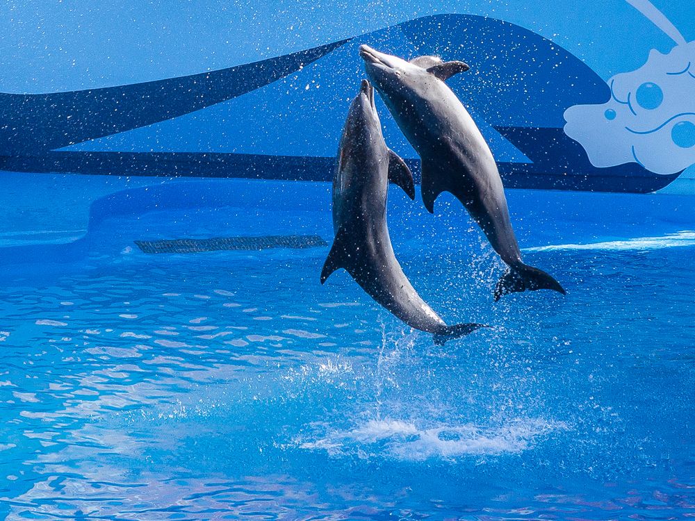 Two dolphins jump out of the water during a show at 6 flags Discovery