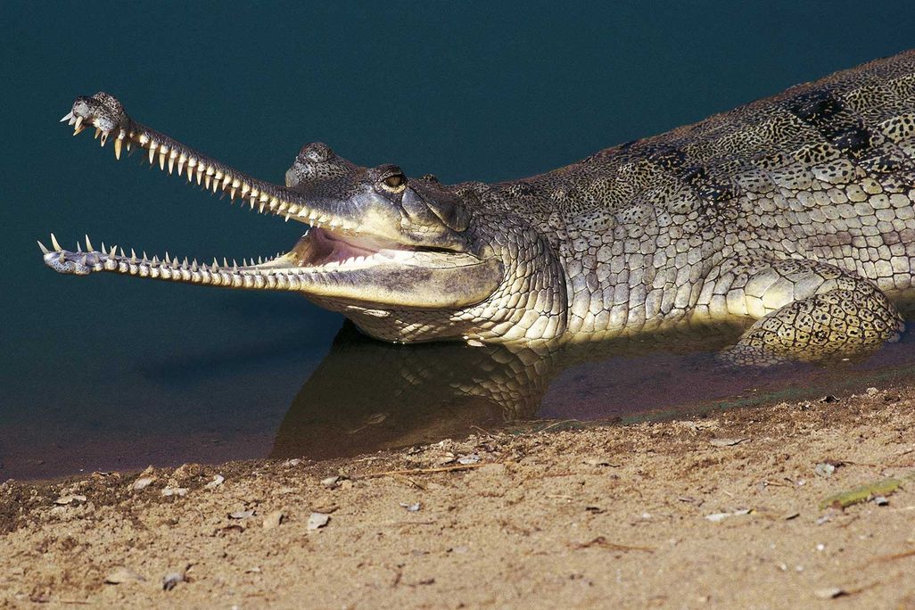 Gharial Crocodile