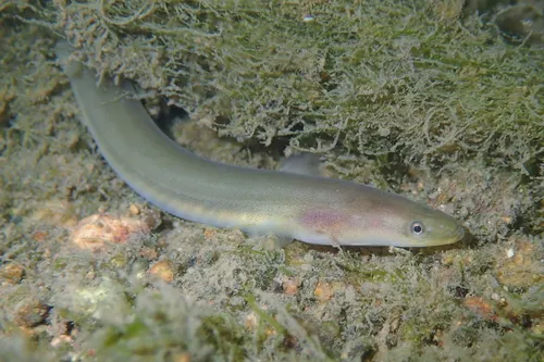 A Japanese eel on the seafloor