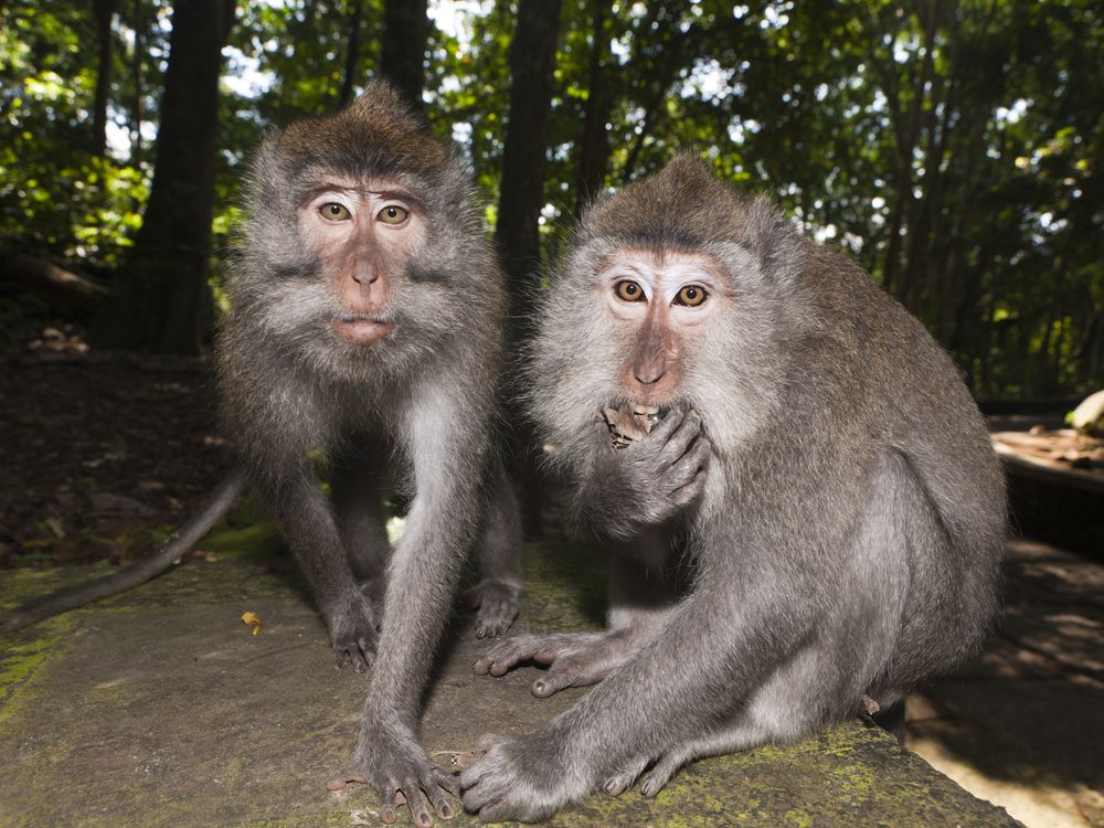 Two long-tailed macaques stare at the camera