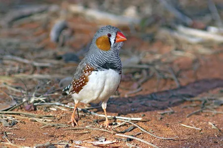 A male zebra finch.