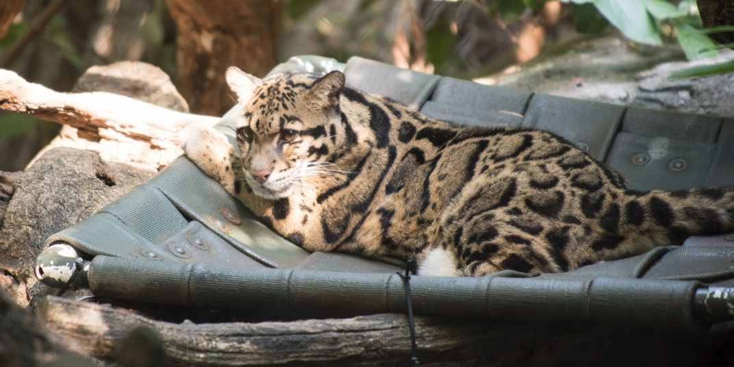 Clouded leopard Mook lounges in the sun on a hammock made of recycled fire hoses in her yard at the Smithsonian's National Zoo.