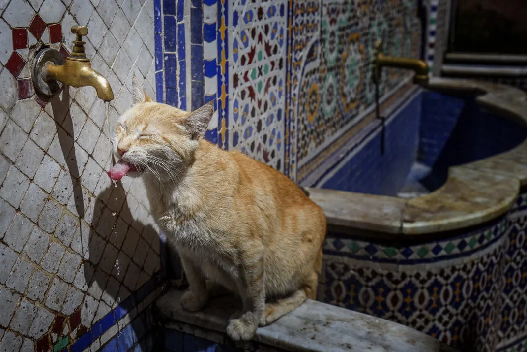 cat