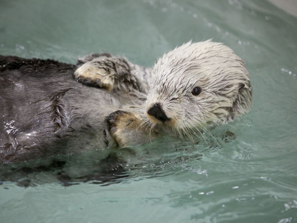 Kenai lived to be 23, much longer than the 15-18 years of a typical sea otter.