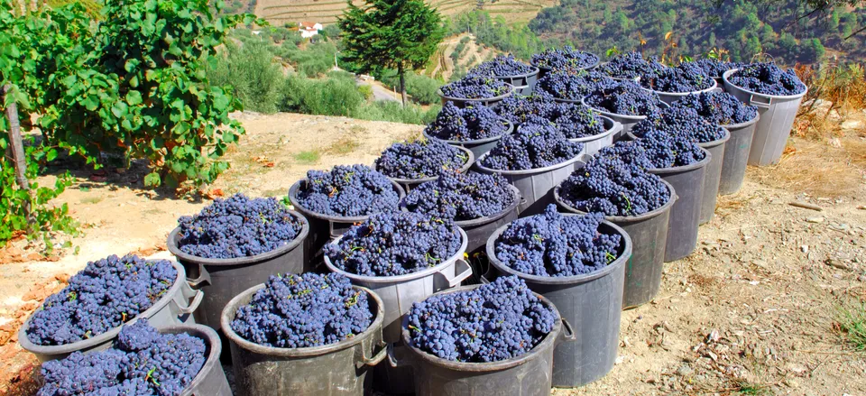  Harvesting grapes along the Douro River 