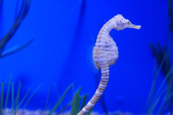 Seahorse in Deep Blue thumbnail