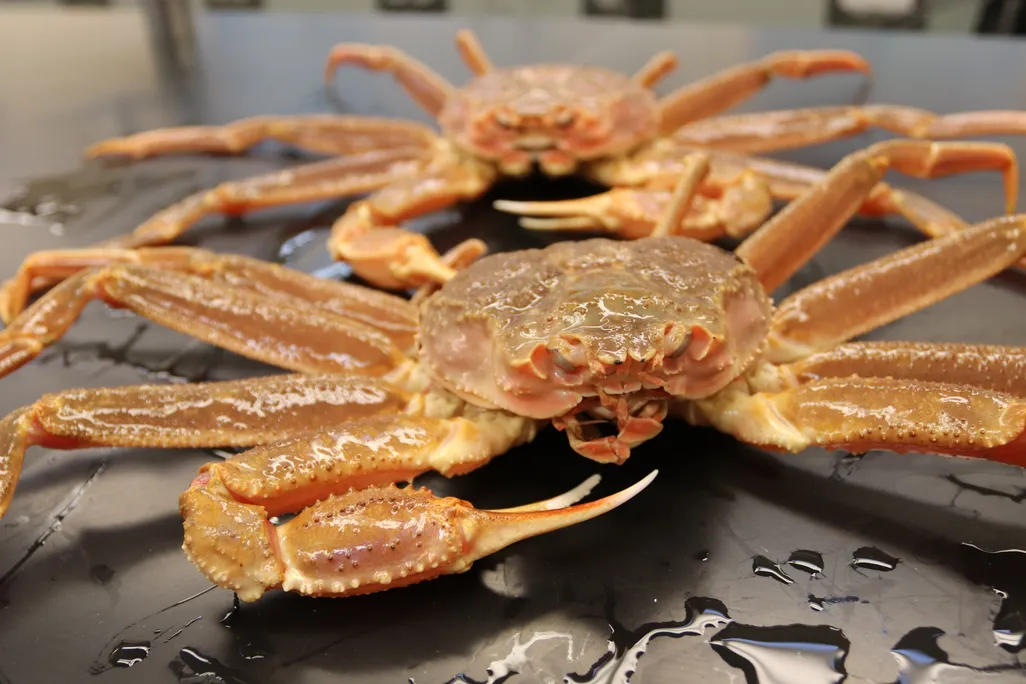 Two snow crabs on a table