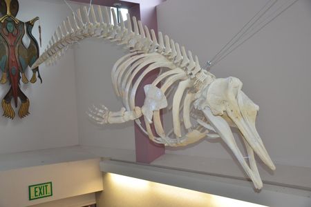 The skeleton of a new species of beaked whale in Unalaska high school