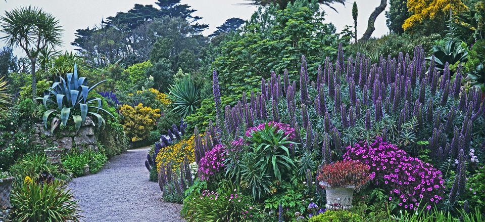  The lush gardens found at Tresco Abbey Garden on the Isle of Scilly, England, are said to be comparable to London's Kew Gardens. 