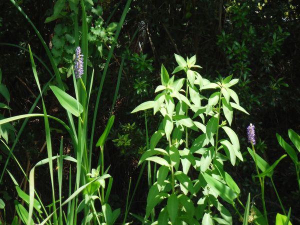 A Bit Of Purple thumbnail