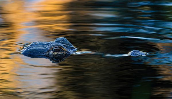 Approaching Alligator thumbnail