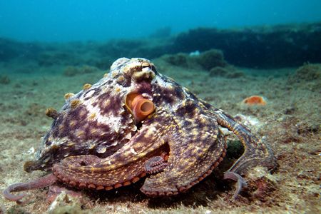 Female octopuses were far more likely than males to 'throw' objects at others. 