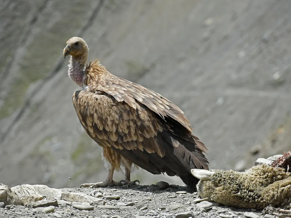 A large bird next to a dead sheep on a rocky cliffside