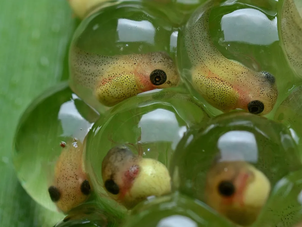 Tadpoles_-_Agalychnis_callidryas_cutted.png