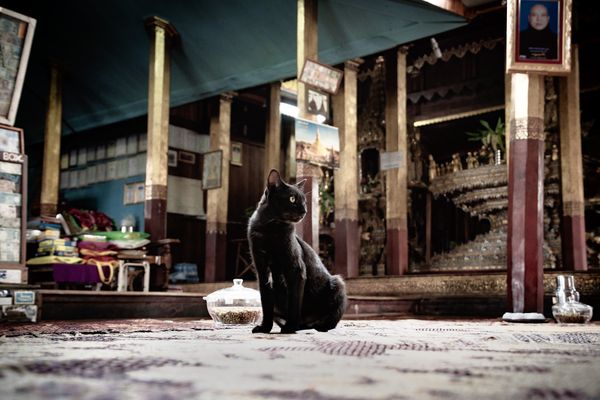 A cat at the Jumping cat temple thumbnail
