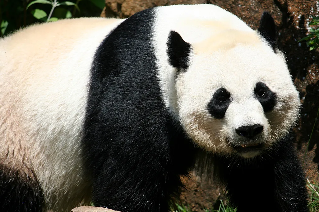 mei xiang will not give birth 2018