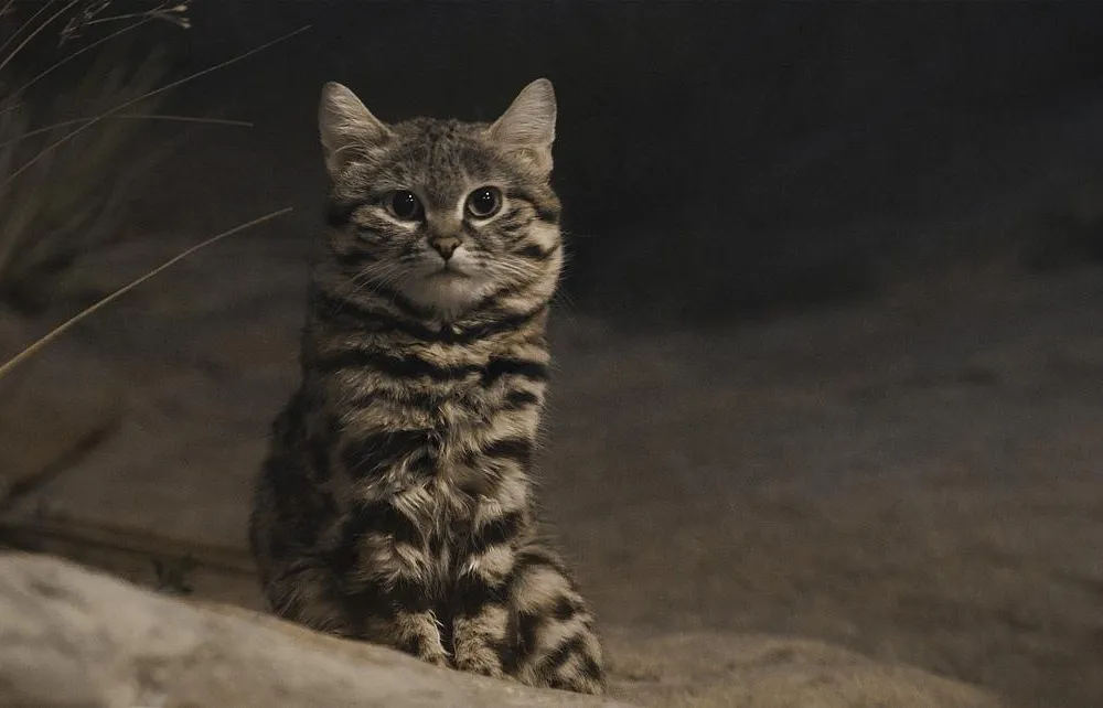 Black-footed Cat 346