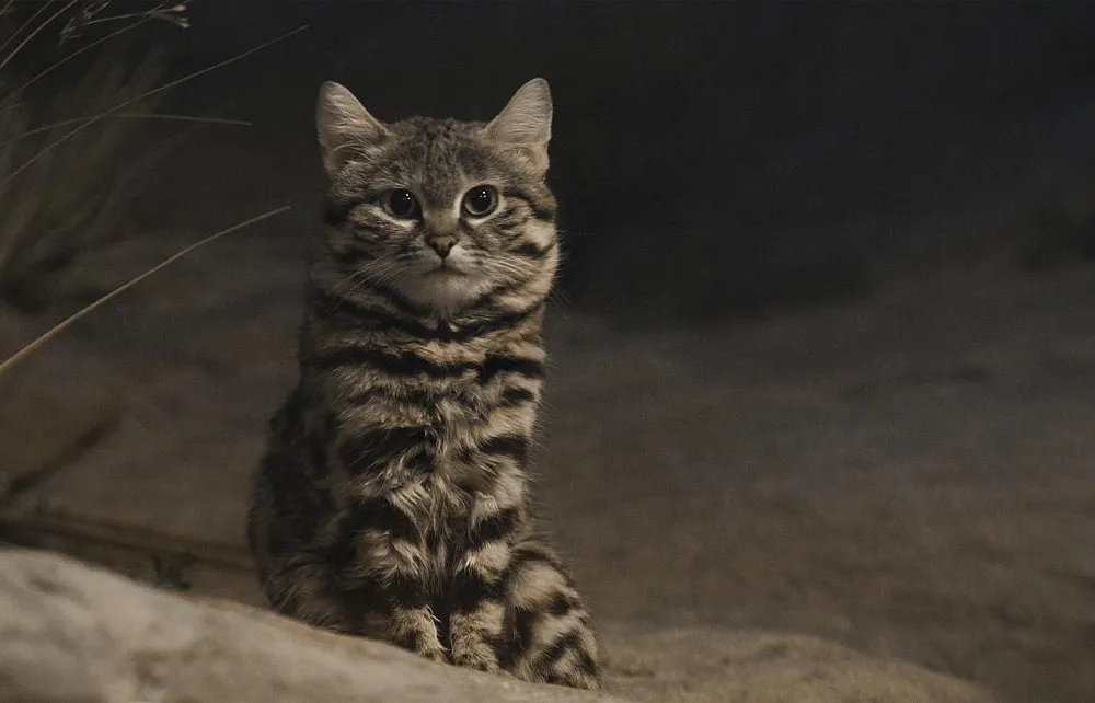 the most smallest cat in the world