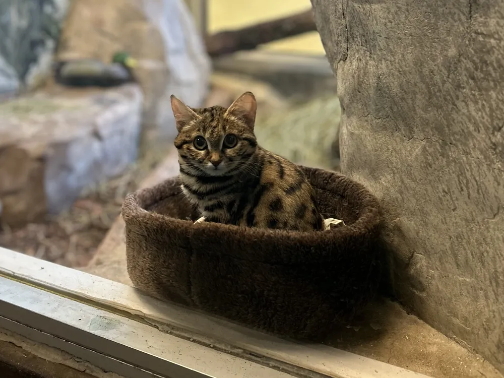 Small cat sitting in zoo enclosure looking at the camera