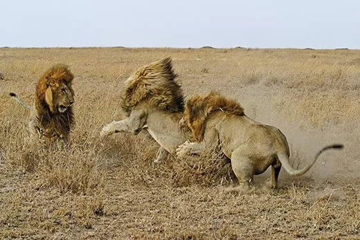 Lion fight